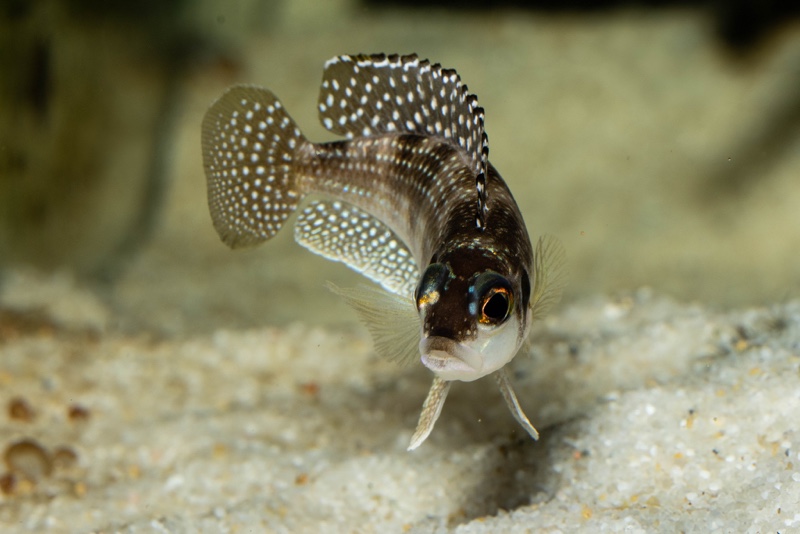 Lamprologus meleagris 'Moba'